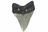 Serrated, Fossil Megalodon Tooth - North Carolina #357369-1